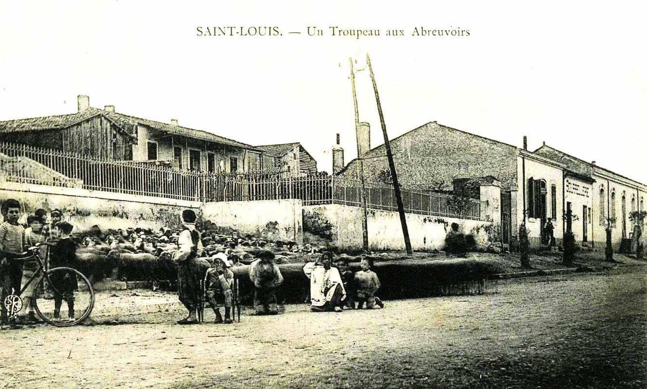 1441- Saint-Louis - Un Troupeau aux abreuvoirs.jpg